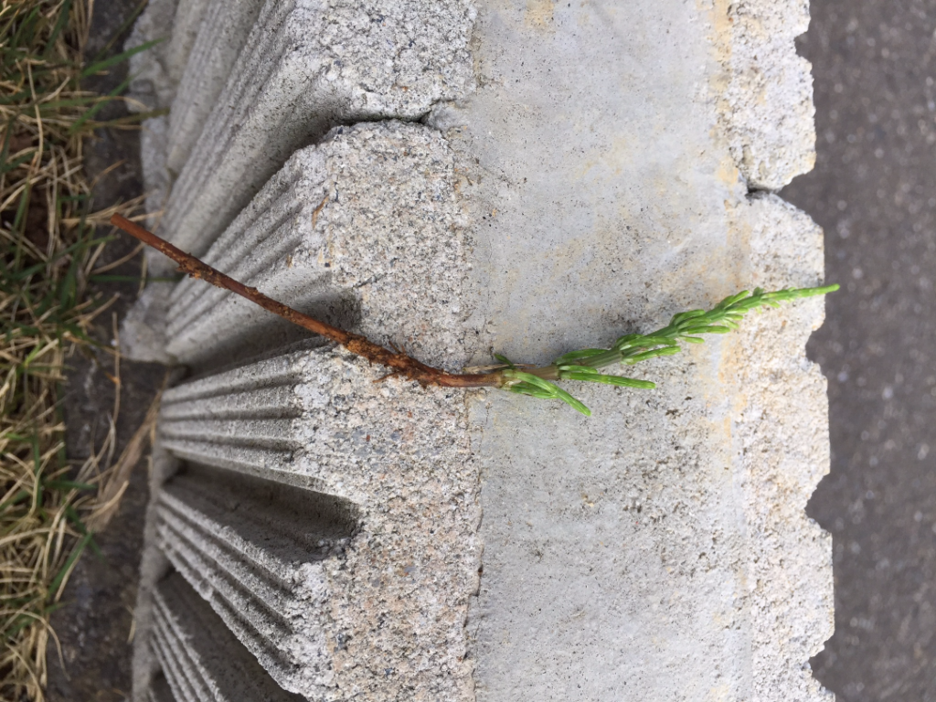 地獄草 芝生を植えて約1年が経ち 今年もスギナがやってきた 一条life