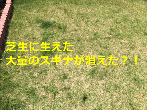 スギナによる失敗例 芝生を張る前に必ず除草をしよう 一条life